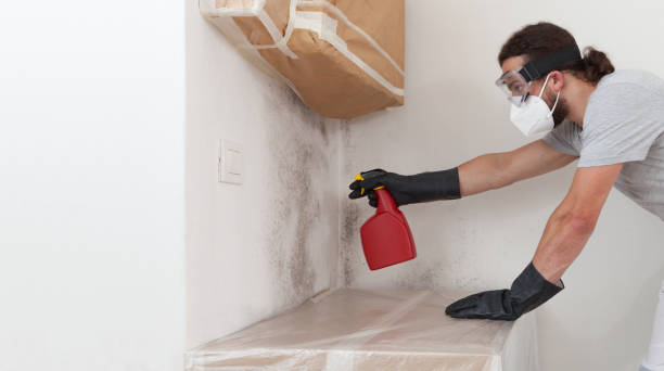 Basement Mold Remediation treatment on basement walls in Prospect Heights